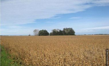 CAMPO MIXTO 103 HECTAREAS SOBRE RUTA 88 A 50 KM DE MAR DEL PLATA