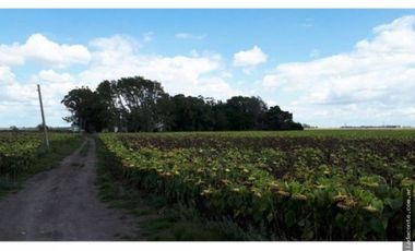 CAMPO MIXTO 103 HECTAREAS SOBRE RUTA 88 A 50 KM DE MAR DEL PLATA