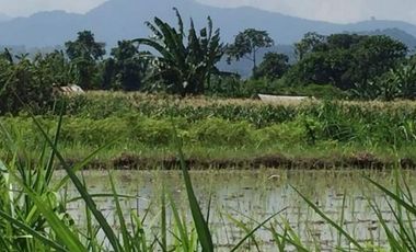 Dijual Tanah Sawah View Pantai Di Gelgel Klungkung Bali