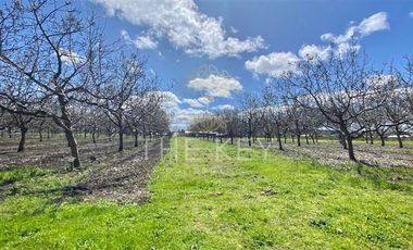Parcela en Venta en Camino Angol - Renaico