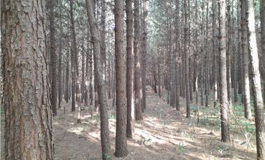 PTO. ESPERANZA - CHACRA EN VENTA