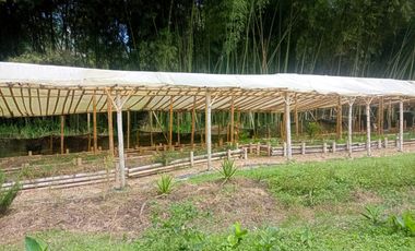 FINCA EN VENTA SECTOR SANTA ROSA DE CABAL RISARALDA