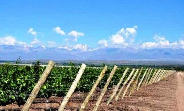 Finca de 50 has. de varietales, con Bodega moderna 70.000 lts. en producciÃ³n, Tupungato, Mendoza.