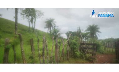 Atención agro inversionista! Vendo preciosa finca de 28 ha en Gualaca