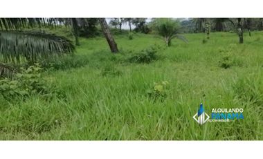 Atención agro inversionista! Vendo preciosa finca de 28 ha en Gualaca