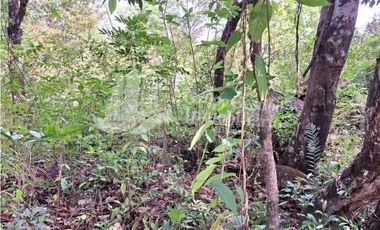 VENDO 11 HECTAREAS EN CALDERA