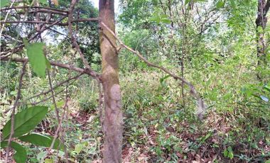 VENDO 11 HECTAREAS EN CALDERA