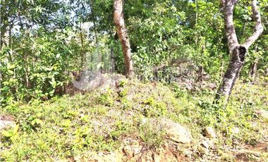 VENDO 11 HECTAREAS EN CALDERA