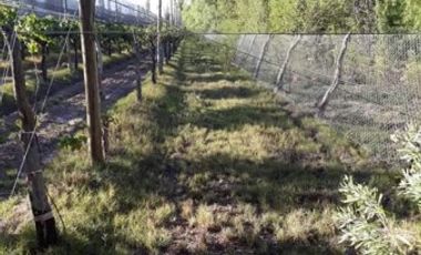 Vendo hermosa Finca zona Rama Caida de  5 hectÃ¡reas,  en producciÃ³n uva bonarda y mezcla  con tela antigranizo. Vista MontaÃ±a