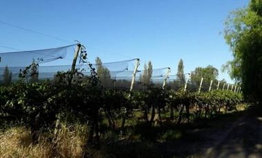 Vendo hermosa Finca zona Rama Caida de  5 hectÃ¡reas,  en producciÃ³n uva bonarda y mezcla  con tela antigranizo. Vista MontaÃ±a