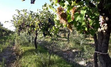 Vendo hermosa Finca zona Rama Caida de  5 hectÃ¡reas,  en producciÃ³n uva bonarda y mezcla  con tela antigranizo. Vista MontaÃ±a