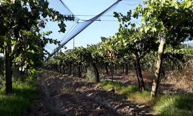 Vendo hermosa Finca zona Rama Caida de  5 hectÃ¡reas,  en producciÃ³n uva bonarda y mezcla  con tela antigranizo. Vista MontaÃ±a