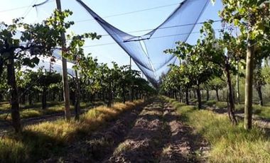 Vendo hermosa Finca zona Rama Caida de  5 hectÃ¡reas,  en producciÃ³n uva bonarda y mezcla  con tela antigranizo. Vista MontaÃ±a