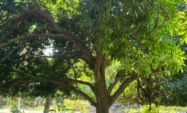 TERRENO EN VENTA PARA FRACCIONAR  PARAISO TABASCO