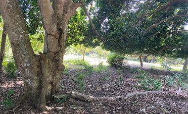 TERRENO EN VENTA PARA FRACCIONAR  PARAISO TABASCO