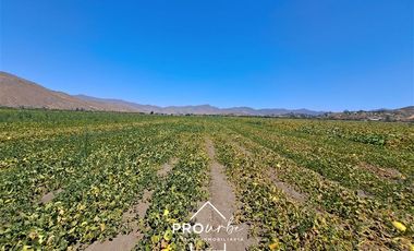 Agrícola en Venta en Hacienda Curacavi Los Capachos ,séctor A