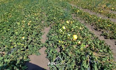 Agrícola en Venta en Hacienda Curacavi Los Capachos ,séctor A