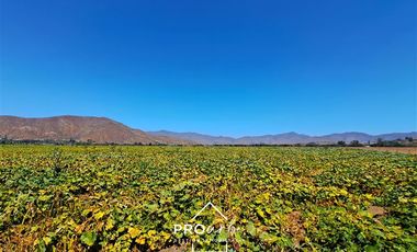 Agrícola en Venta en Hacienda Curacavi Los Capachos ,séctor A