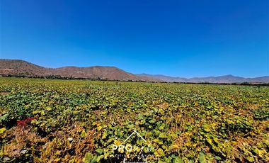 Agrícola en Venta en Hacienda Curacavi Los Capachos ,séctor A
