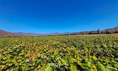 Agrícola en Venta en Hacienda Curacavi Los Capachos ,séctor A