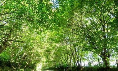 Sitio en Venta en Riñihue, Lago Riñihue
