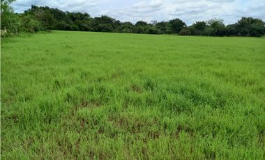 TERRENO PEGADO A LA VIA INTERAMERICANA / LA MESA DE VERAGUAS / 25000m2