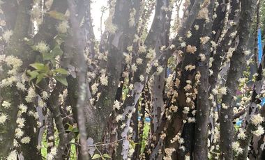 Increible Oportunidad, Rancho en Ixtapan de la Sal