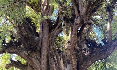 Increible Oportunidad, Rancho en Ixtapan de la Sal