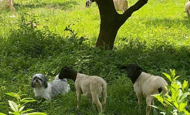 Increible Oportunidad, Rancho en Ixtapan de la Sal