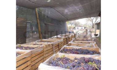 VENTA PREDIO AGRÍCOLA CON MANEJO ORGÁNICO-TIL TIL