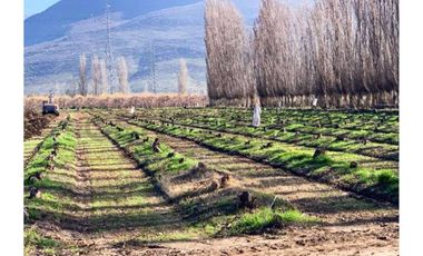 VENTA PREDIO AGRÍCOLA CON MANEJO ORGÁNICO-TIL TIL