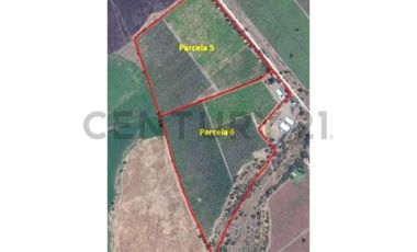 VENTA PREDIO AGRÍCOLA CON MANEJO ORGÁNICO-TIL TIL