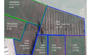 VENTA PREDIO AGRÍCOLA CON MANEJO ORGÁNICO-TIL TIL
