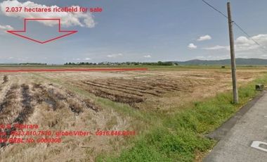 Avail this Lot for sale 2.037 hectares ricefield for only 200 per sqm. at Santa Cruz, Laguna