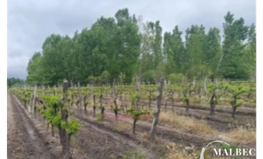 FINCA EN VENTA - TUNUYN, MENDOZA