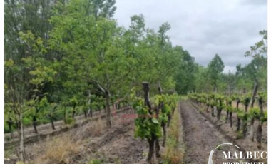 FINCA EN VENTA - TUNUYN, MENDOZA