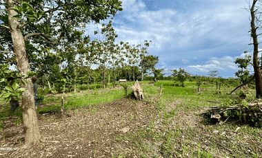 Dijual Kavling Di Pandeglang Cocok Untuk Glamping Perumahan