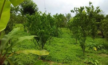 dijual tanah view jungle di payangan ubud gianyar bali