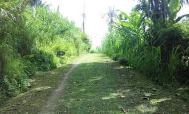 dijual tanah view jungle di payangan ubud gianyar bali
