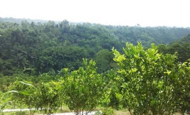 dijual tanah view jungle di payangan ubud gianyar bali