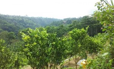 dijual tanah view jungle di payangan ubud gianyar bali