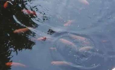 finca en venta en chinauta. Cod V4734