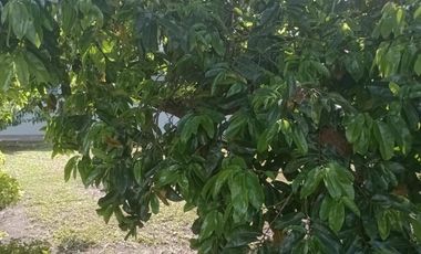 finca en venta en chinauta. Cod V4734