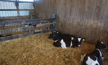 Los Lagos, buen campo lechero y ganadero