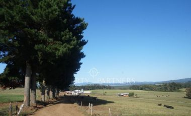 Los Lagos, buen campo lechero y ganadero