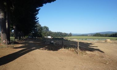 Los Lagos, buen campo lechero y ganadero