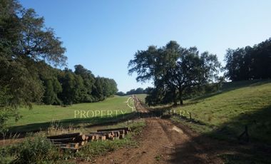 Los Lagos, buen campo lechero y ganadero