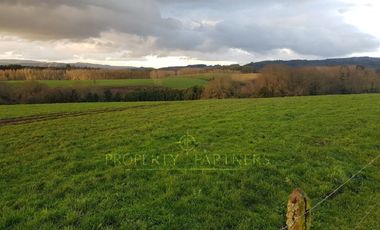 Los Lagos, buen campo lechero y ganadero