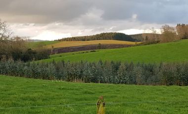 Los Lagos, buen campo lechero y ganadero