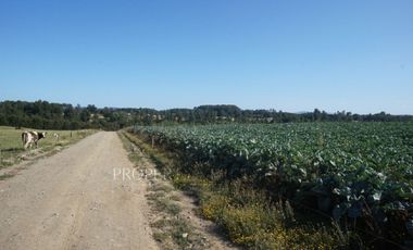 Los Lagos, buen campo lechero y ganadero